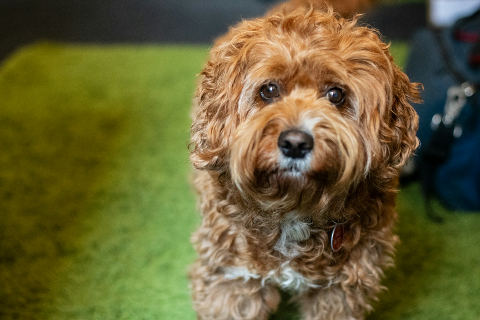 Dog Grooming in Milpitas, CA: How to Choose the Right Groomer for Your Dog